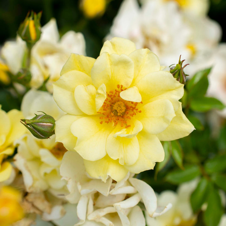 Rosa x 'Meisentmil' Lemon Drift® Groundcover Rose, 3 Gallon Shrub