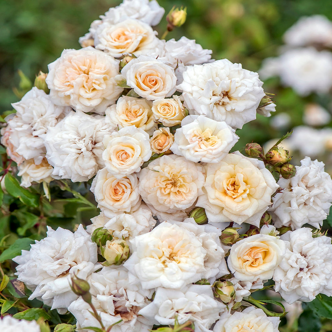 Rosa x 'Meizorland' White Drift® Groundcover Rose, 3 Gallon Shrub