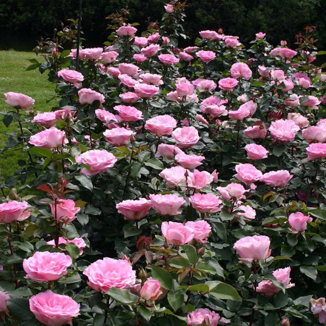 Rosa x 'Korpauvio' Eleganza Beverly Hybrid Tea Rose, 3 Gallon Shrub