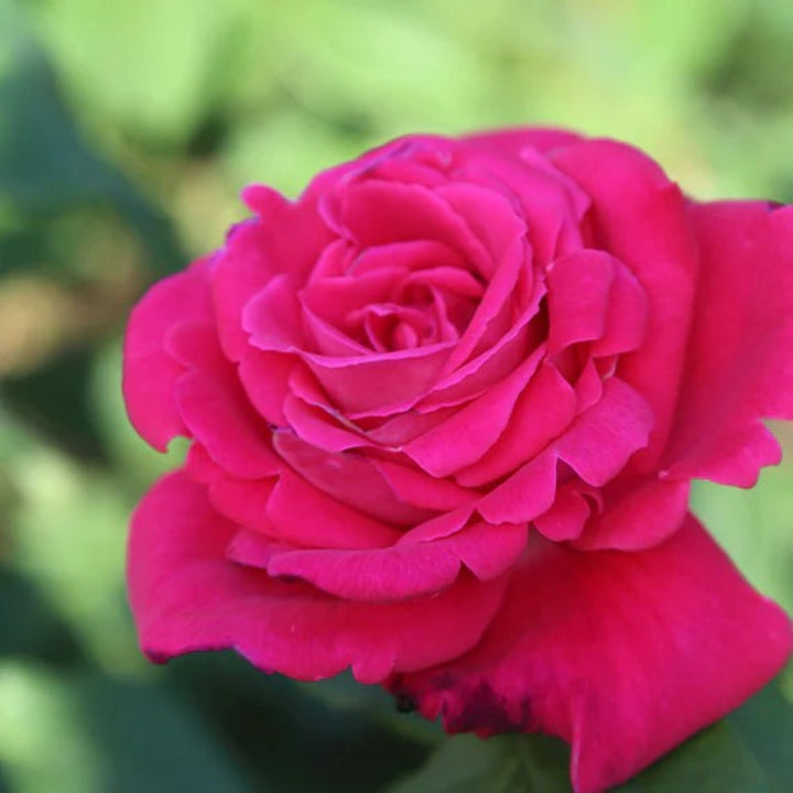 Rosa 'Peter Mayle' Hybrid Tea Rose, 3 Gallon Shrub