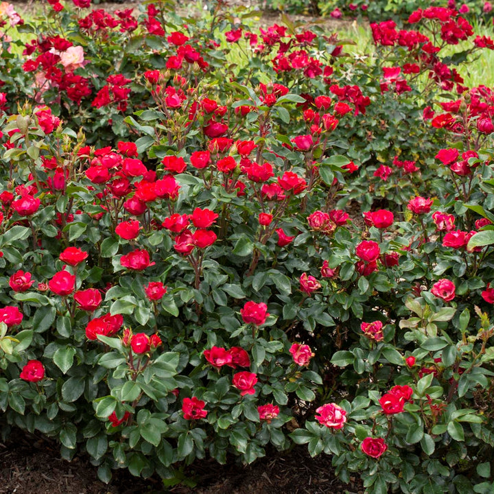 Rosa x 'Meibenbino' The Petite Knock Out® Rose, 3 Gallon Shrub
