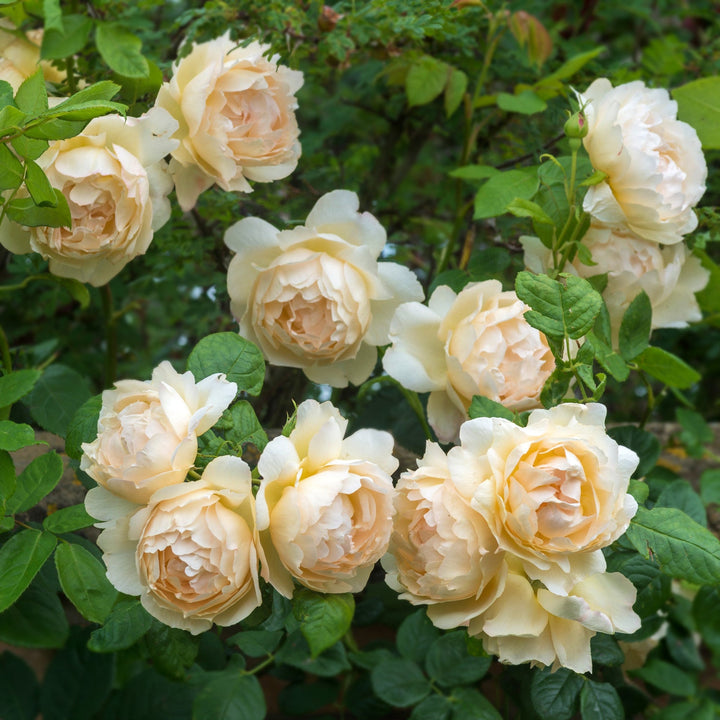 Rosa x 'Ausblanket' Wolleton Old Hall David Austin Rose, 3 Gallon Shrub