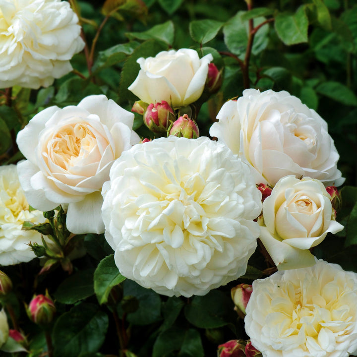Rosa x 'Ausnoble' Tranquility David Austin Rose, 3 Gallon Shrub