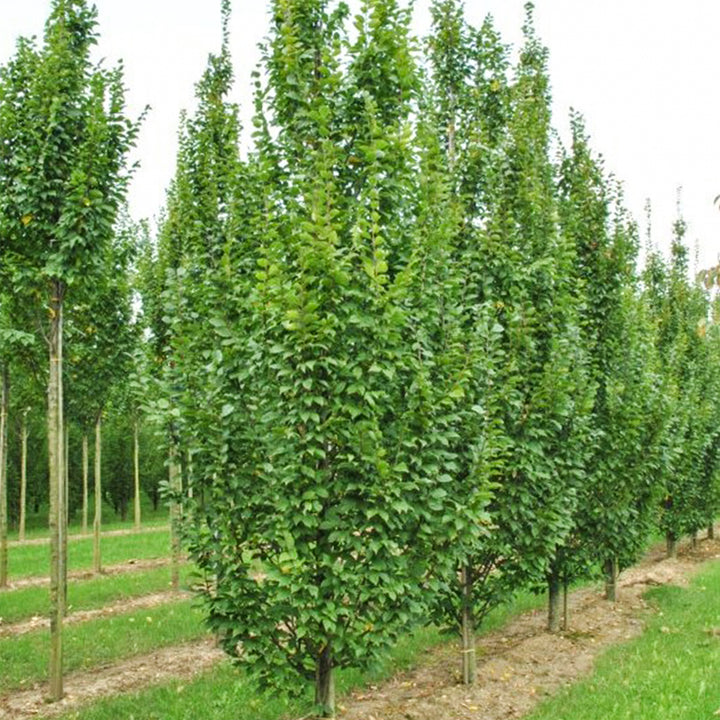 Carpinus betulus 'Lucas' Columnar European Hornbeam, 15 Gallon Tree