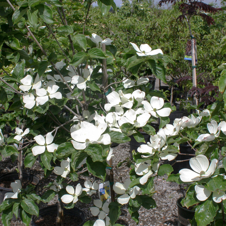 Cornus x kousa 'KN30-8' PP16309 Venus Dogwood