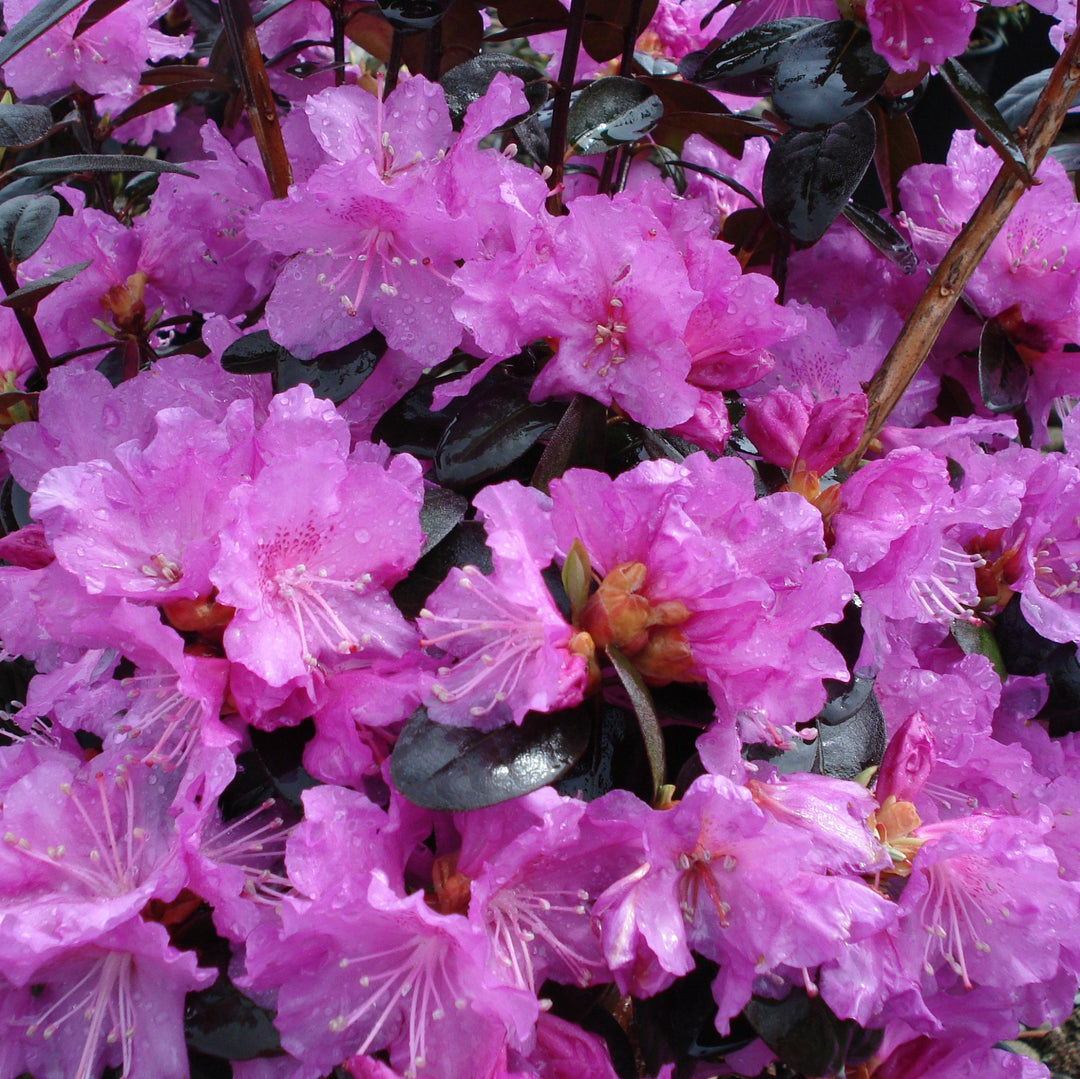 Rhododendron x 'PJM' Rhododendron, 10 Gallon Shrub