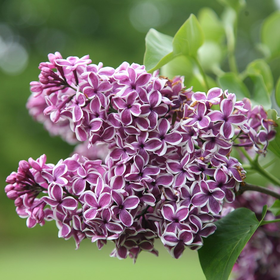 Syringa vulgaris 'Sensation' Common Lilac, 2 Gallon Shrub