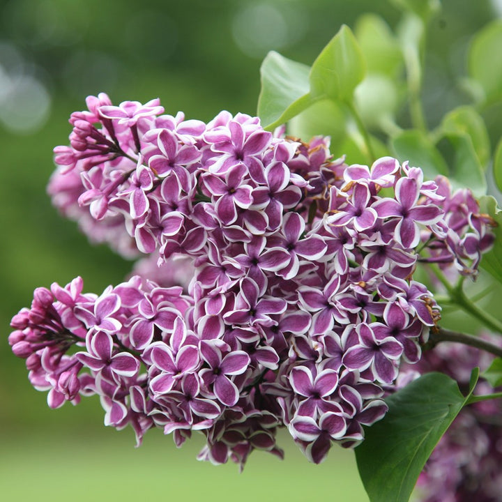 Syringa vulgaris 'Sensation' Common Lilac, 2 Gallon Shrub