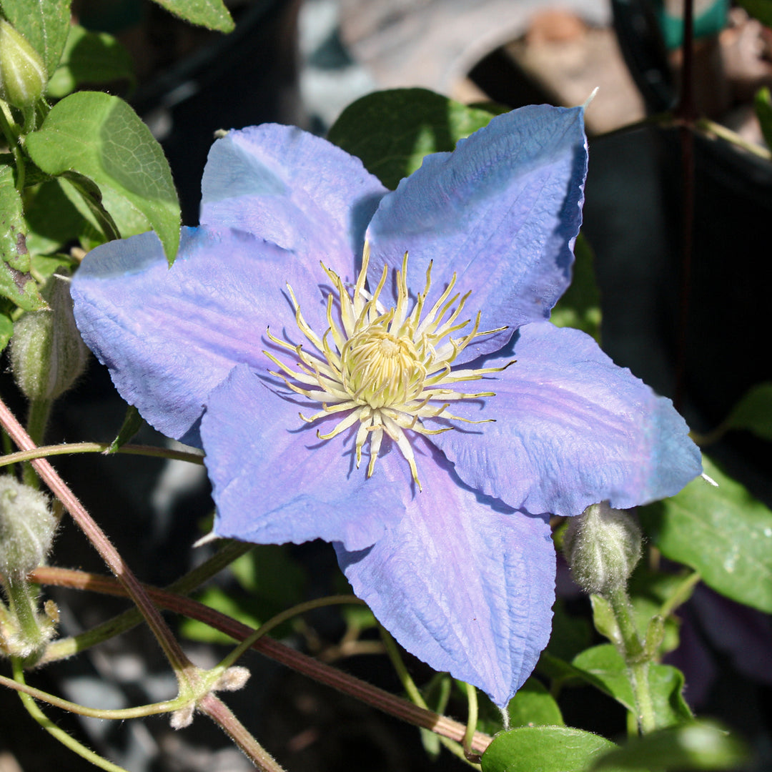 Clematis x 'Evipo061' PP27332 Boulevard® Bernadine™ Clematis, 1 Gallon Vine