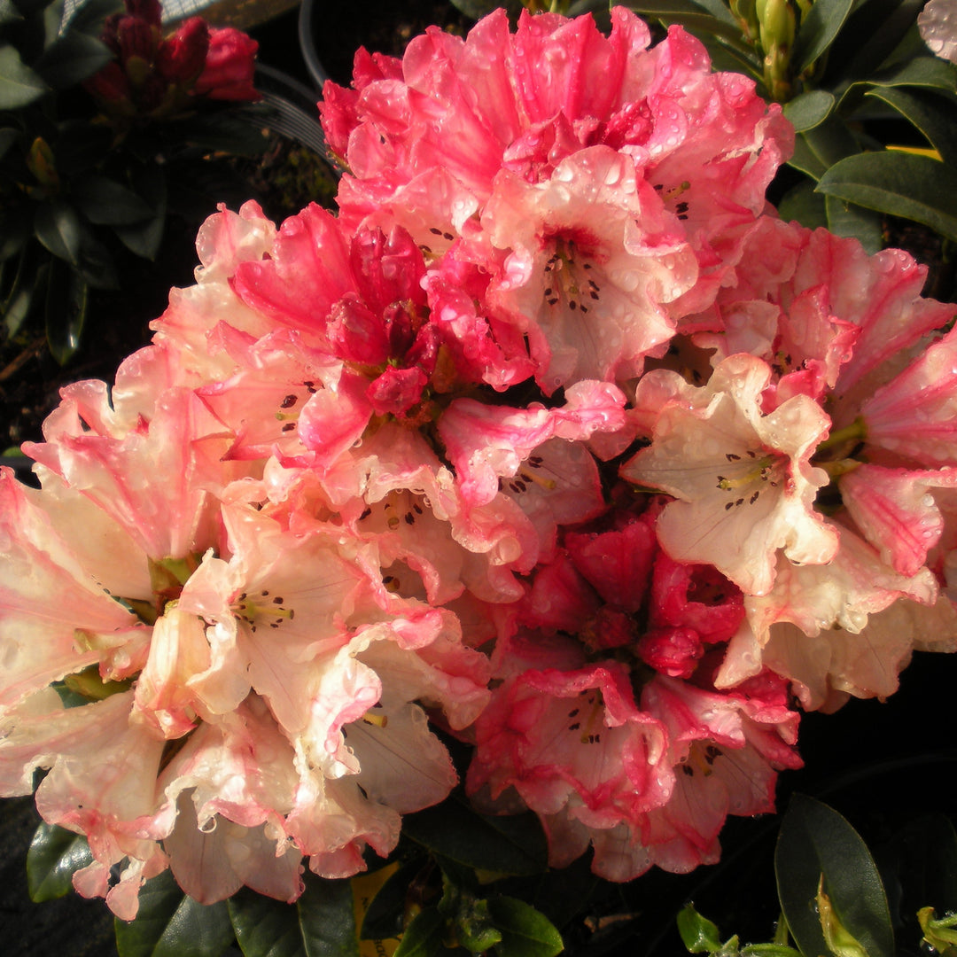 Rhododendron x 'Carol's Candy' Rhododendron, 1 Gallon Shrub