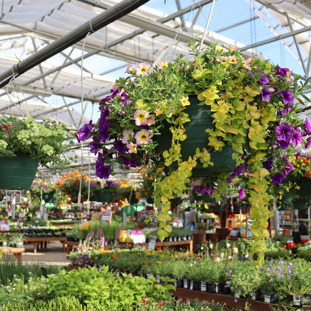 Al's Garden and Home 10 inch sun loving Hanging Basket