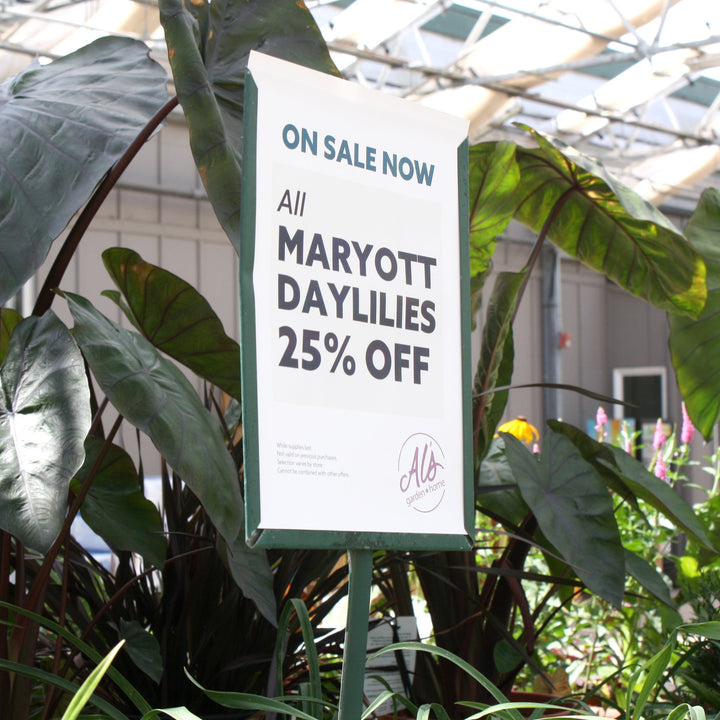 Hemerocallis 'Volcanic Fireworks' Daylily, 2 Gallon Perennials