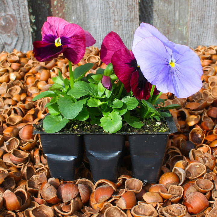 Viola x wittrockiana Pansy, 3-Pack Annuals
