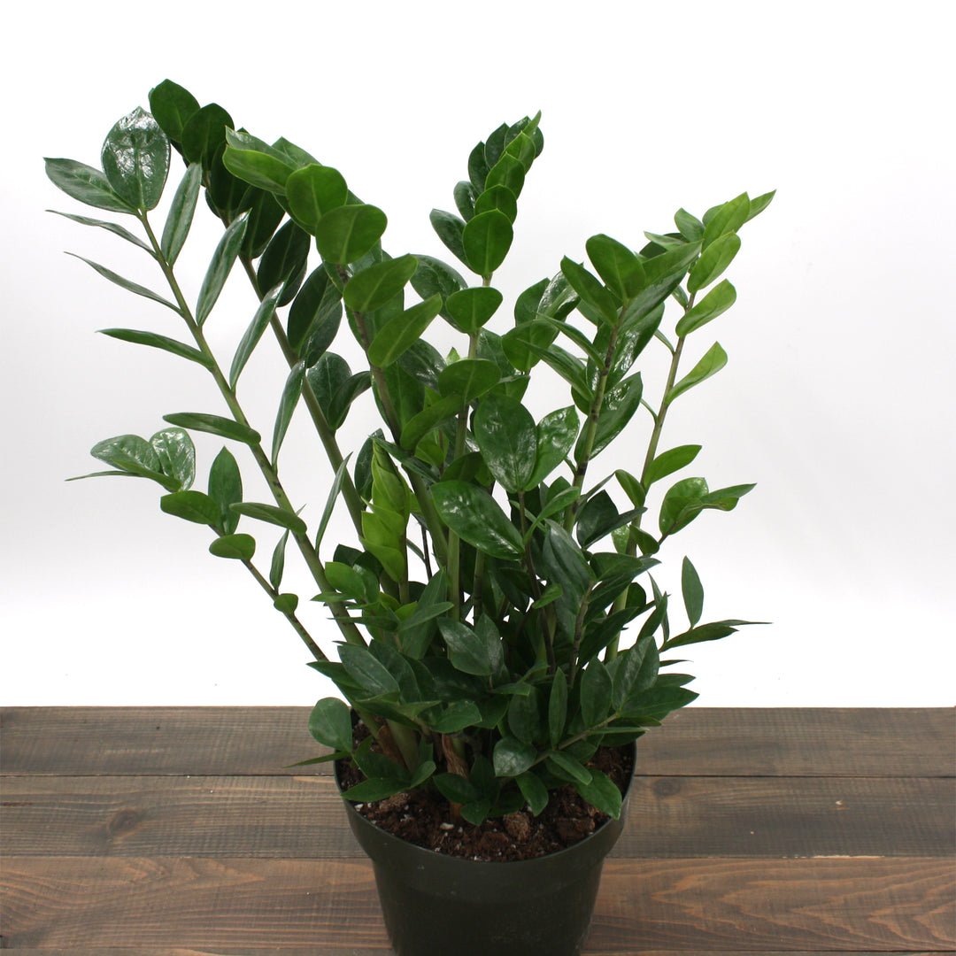 Zamioculcus zamiifolia ZZ Plant, 8 Inch Houseplant