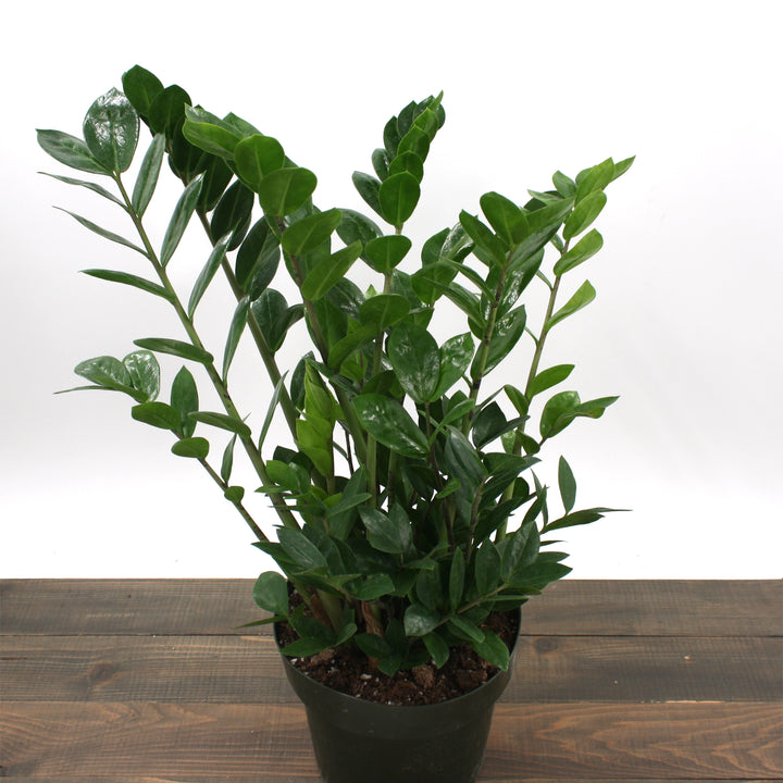 Zamioculcus zamiifolia ZZ Plant, 8 Inch Houseplant