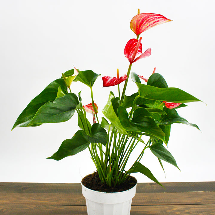 Al's Garden & Home 'Livium' Flamingo Lily (Anthurium andraeanum), 4 Inch houseplant