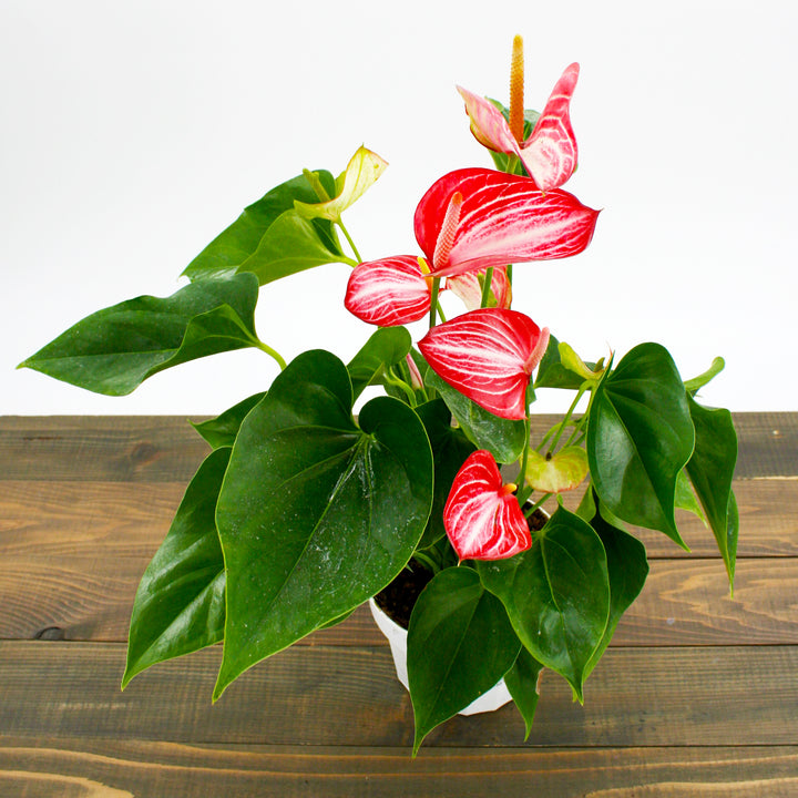 Al's Garden & Home 'Livium' Flamingo Lily (Anthurium andraeanum), 4 Inch houseplant