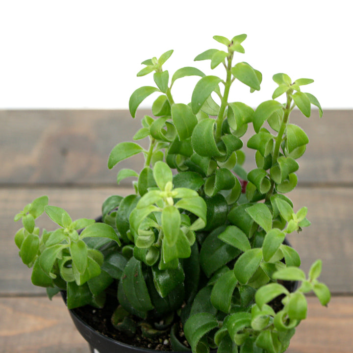 Aeschynanthus radicans 'Curly' Lipstick Plant, 4 Inch Houseplant