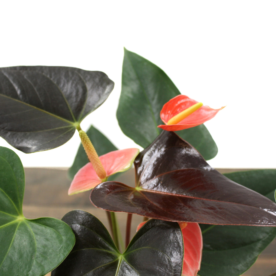 Anthurium andraeanum 'Rainbow Champion' Flamingo Lily, 4 Inch Houseplant