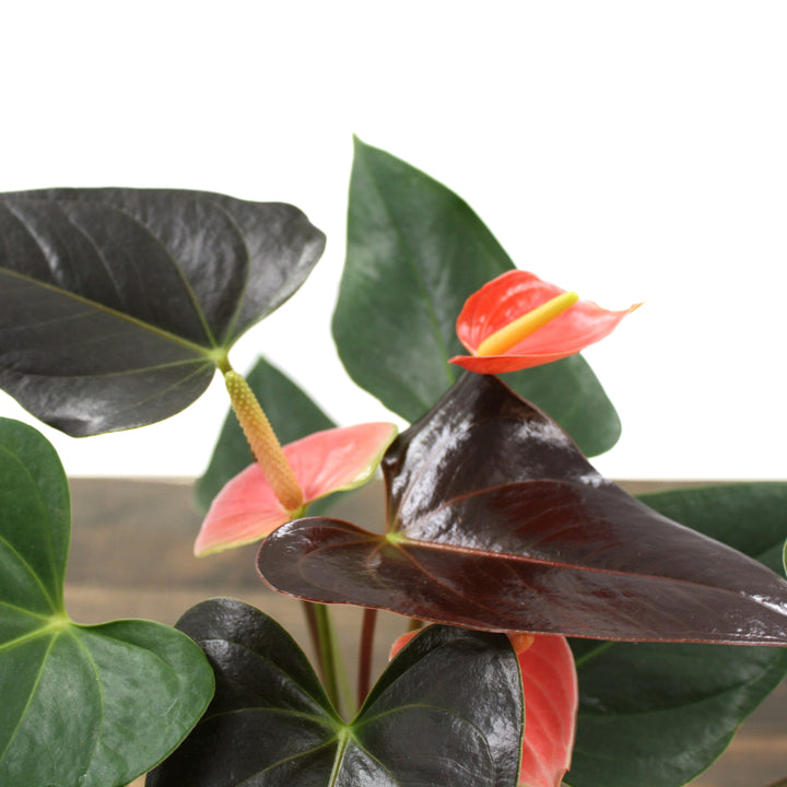 Anthurium andraeanum 'Rainbow Champion' Flamingo Lily, 4 Inch Houseplant
