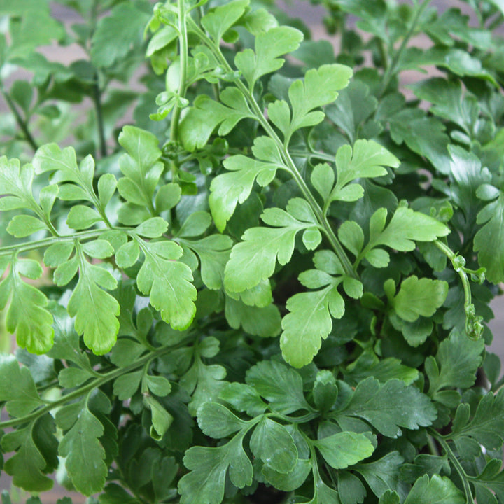 Asplenium parvarti Mother Fern, 4 Inch Houseplant