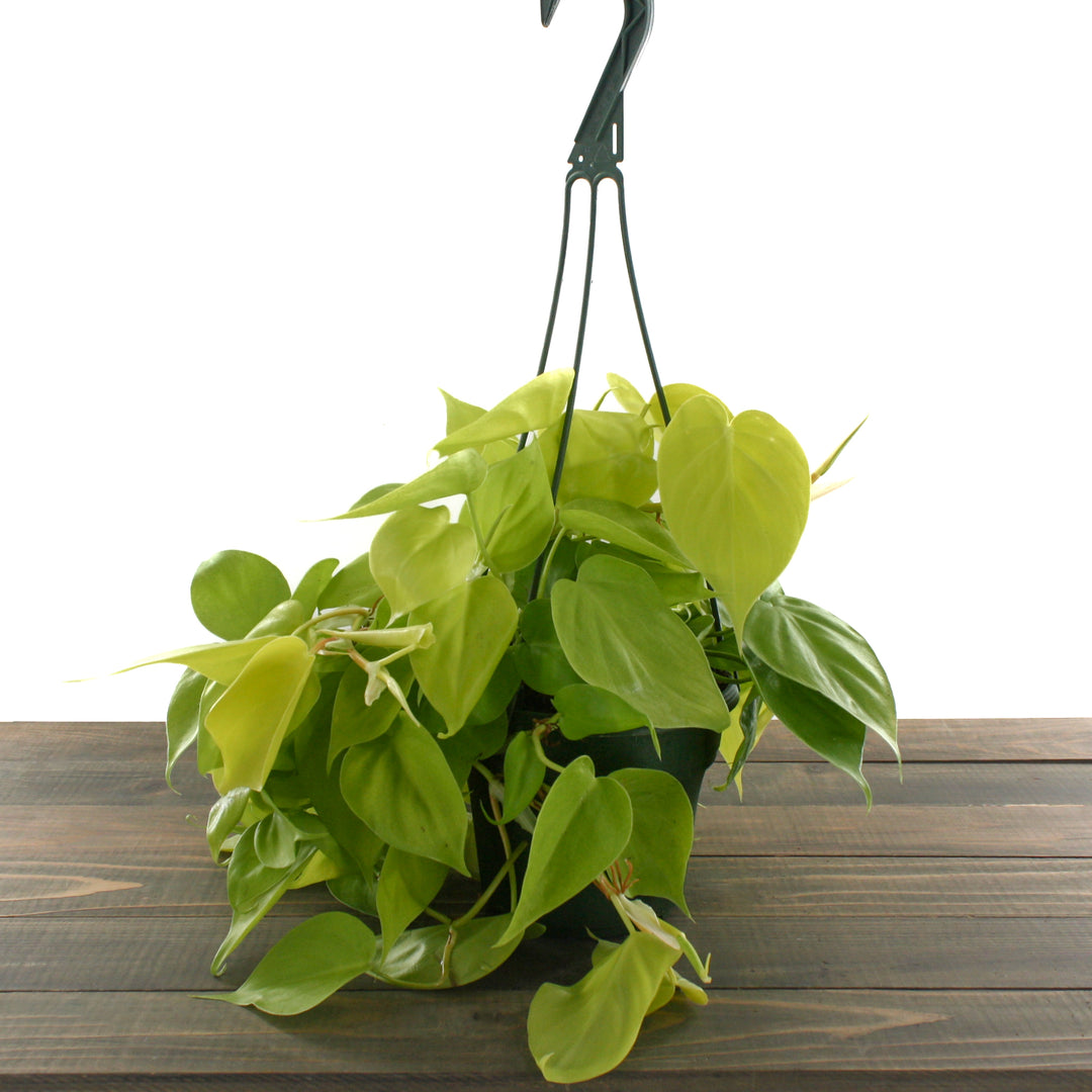 Philodendron cordatum 'Neon' Heartleaf Philodendron, 6 Inch Houseplant