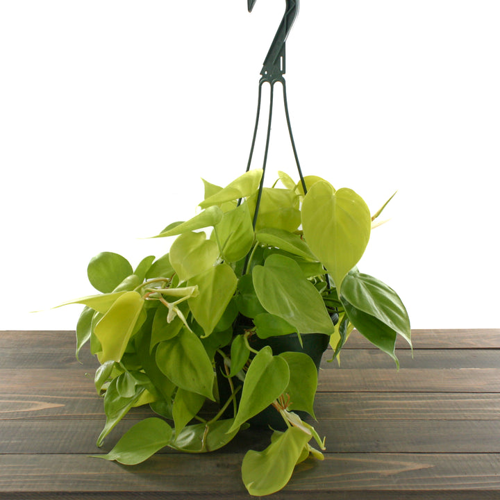 Philodendron cordatum 'Neon' Heartleaf Philodendron, 6 Inch Houseplant