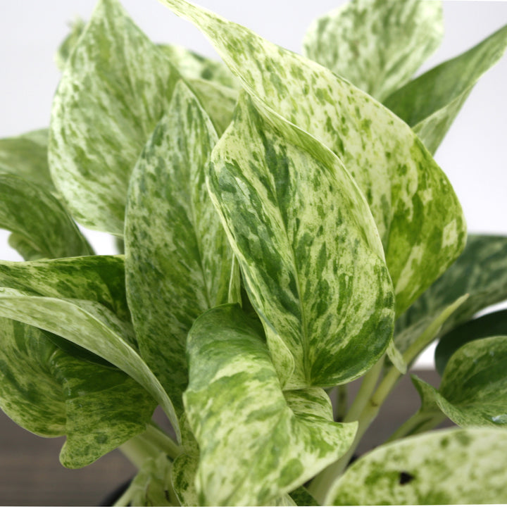 Epipremnum aureum 'Marble Queen' Pothos, 6 Inch Houseplant