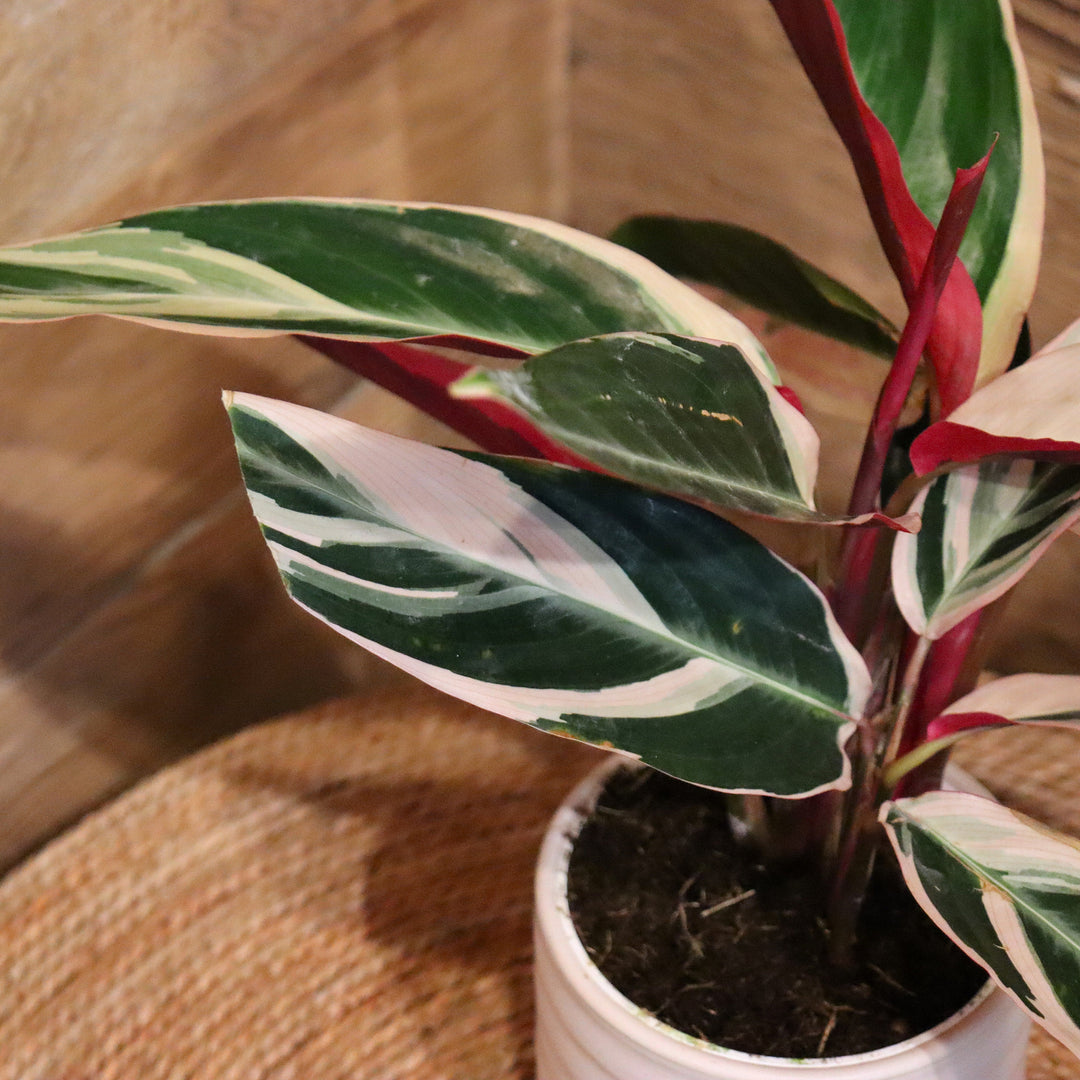 Stromanthe sanguinea 'Triostar' Stromanthe, 6 Inch Houseplant