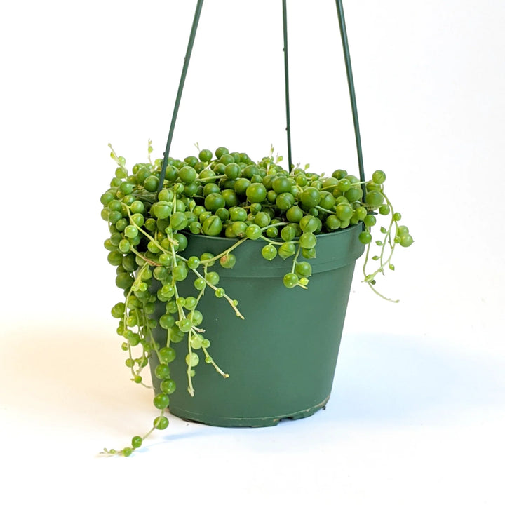 Senecio rowleyanus String of Pearls, 4 Inch Houseplant