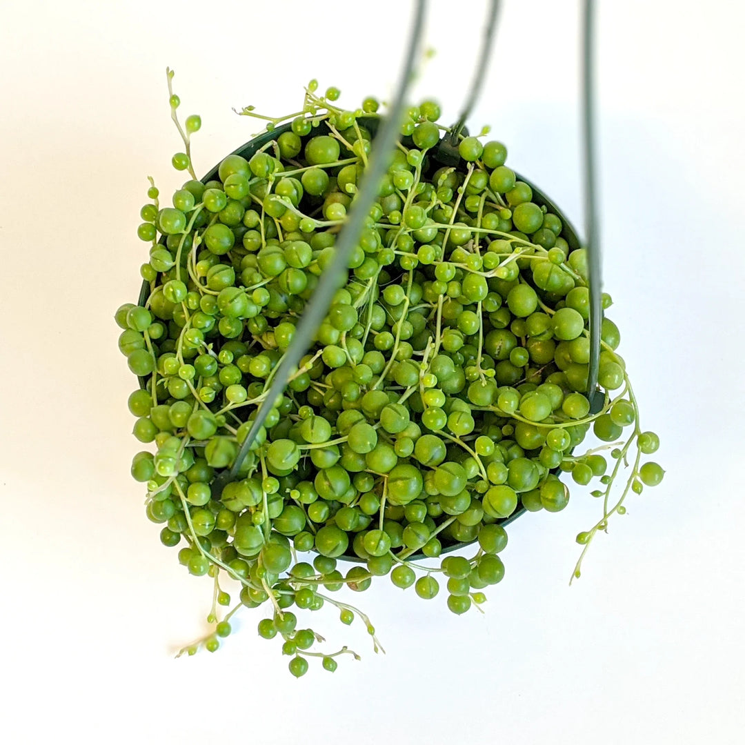 Senecio rowleyanus String of Pearls, 4 Inch Houseplant