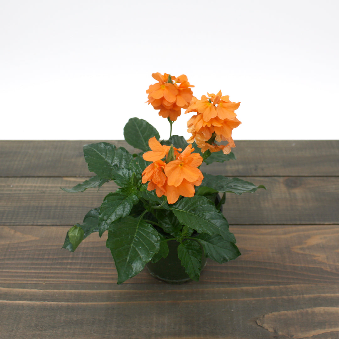 Crossandra infundibuliformis 'Sundance' Firecracker Flower, 4 Inch Houseplant