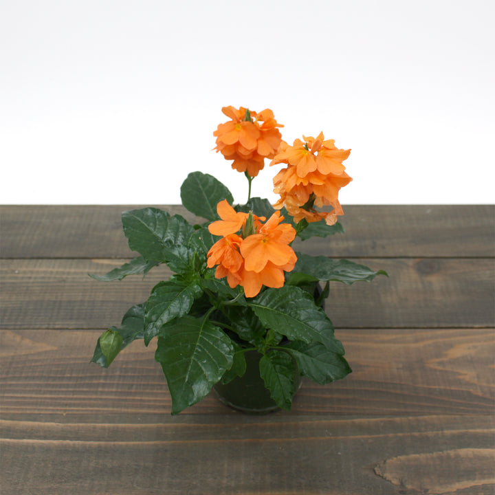 Crossandra infundibuliformis 'Sundance' Firecracker Flower, 4 Inch Houseplant