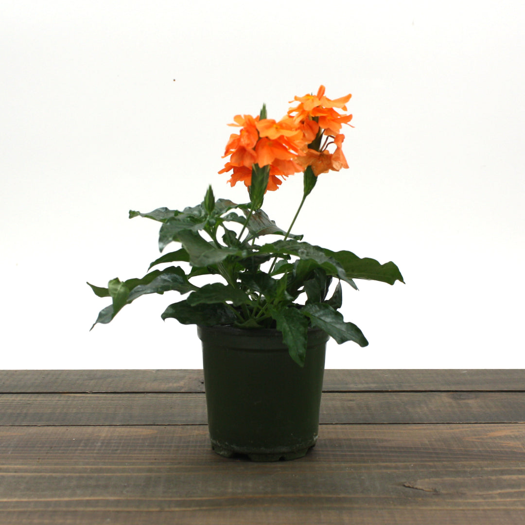 Crossandra infundibuliformis 'Sundance' Firecracker Flower, 4 Inch Houseplant