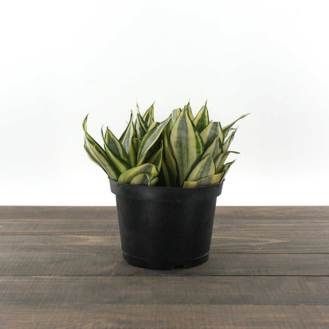 Dracaena trifasciata 'Hahnii' Bird's Nest Sansevieria, 6 Inch Houseplant