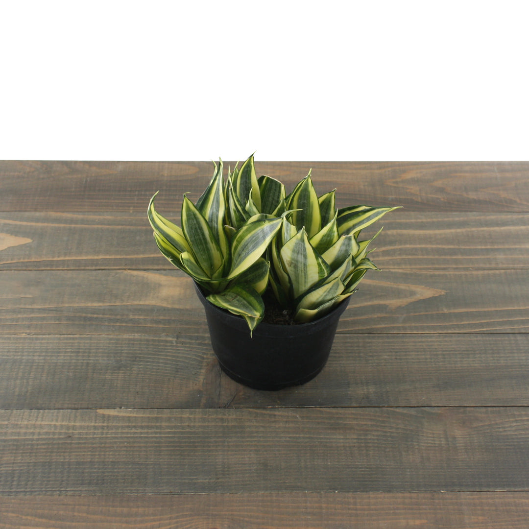 Dracaena trifasciata 'Hahnii' Bird's Nest Sansevieria, 6 Inch Houseplant