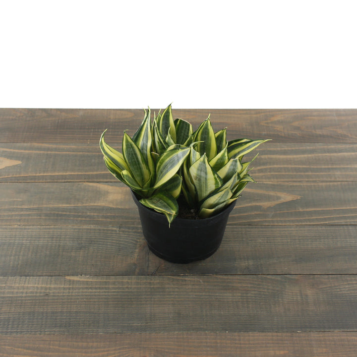 Dracaena trifasciata 'Hahnii' Bird's Nest Sansevieria, 6 Inch Houseplant