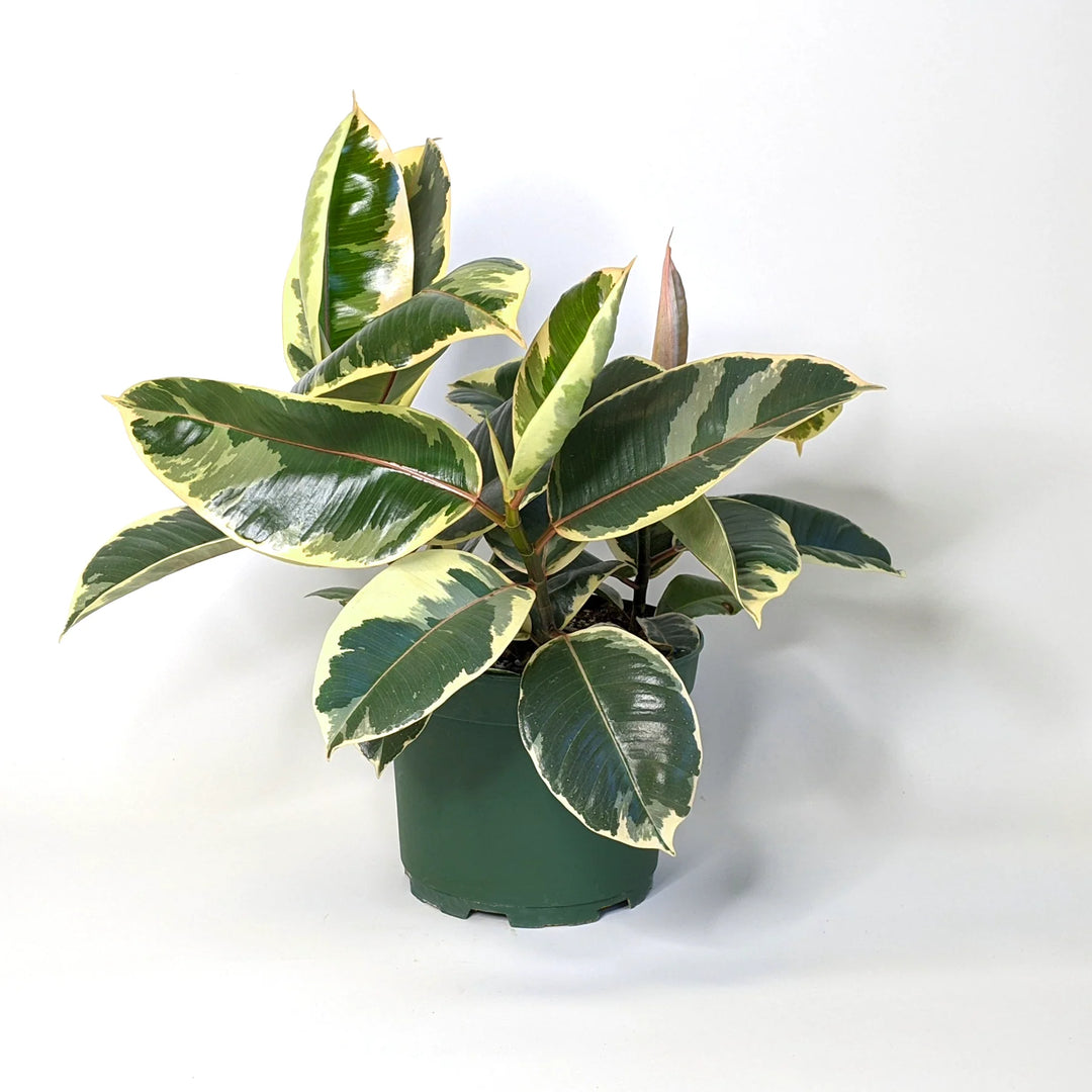 Ficus elastica 'Tineke' Rubber Plant, 6 Inch Houseplant