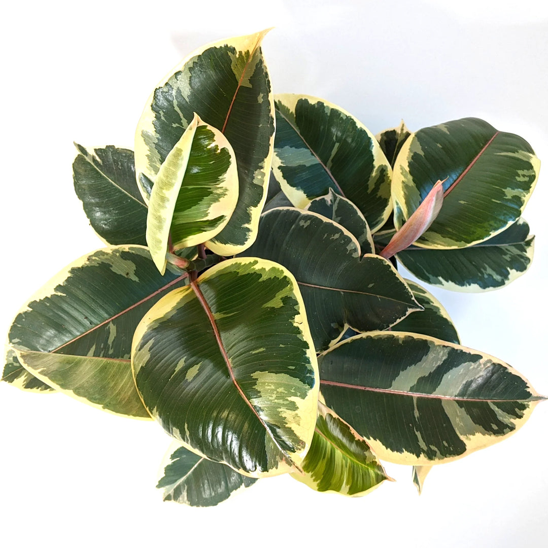Ficus elastica 'Tineke' Rubber Plant, 6 Inch Houseplant
