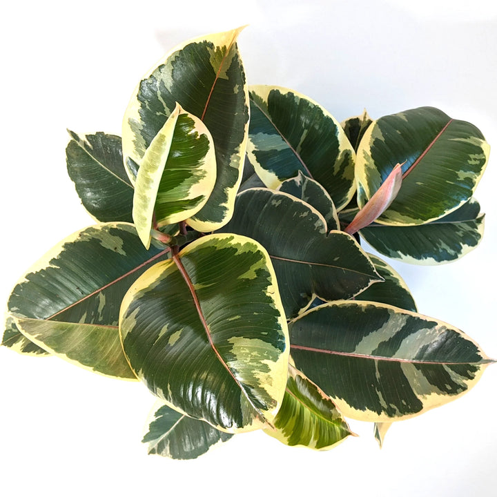 Ficus elastica 'Tineke' Rubber Plant, 6 Inch Houseplant