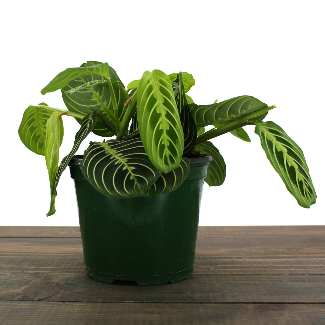 Maranta leuconeura 'Lemon Lime' Prayer Plant, 6 Inch Houseplant