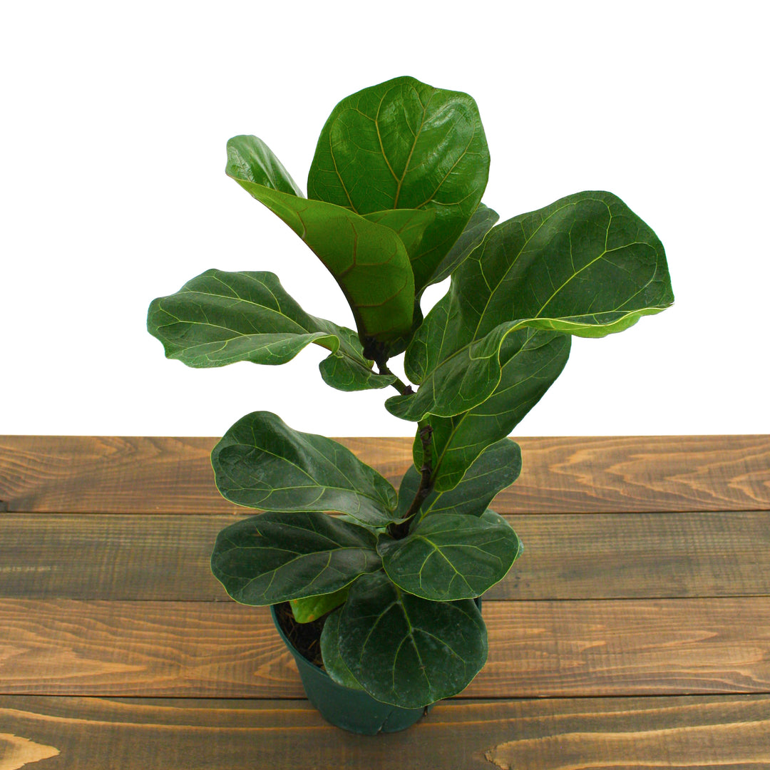 Ficus lyrata Fiddle Leaf Fig, 6 Inch Houseplant