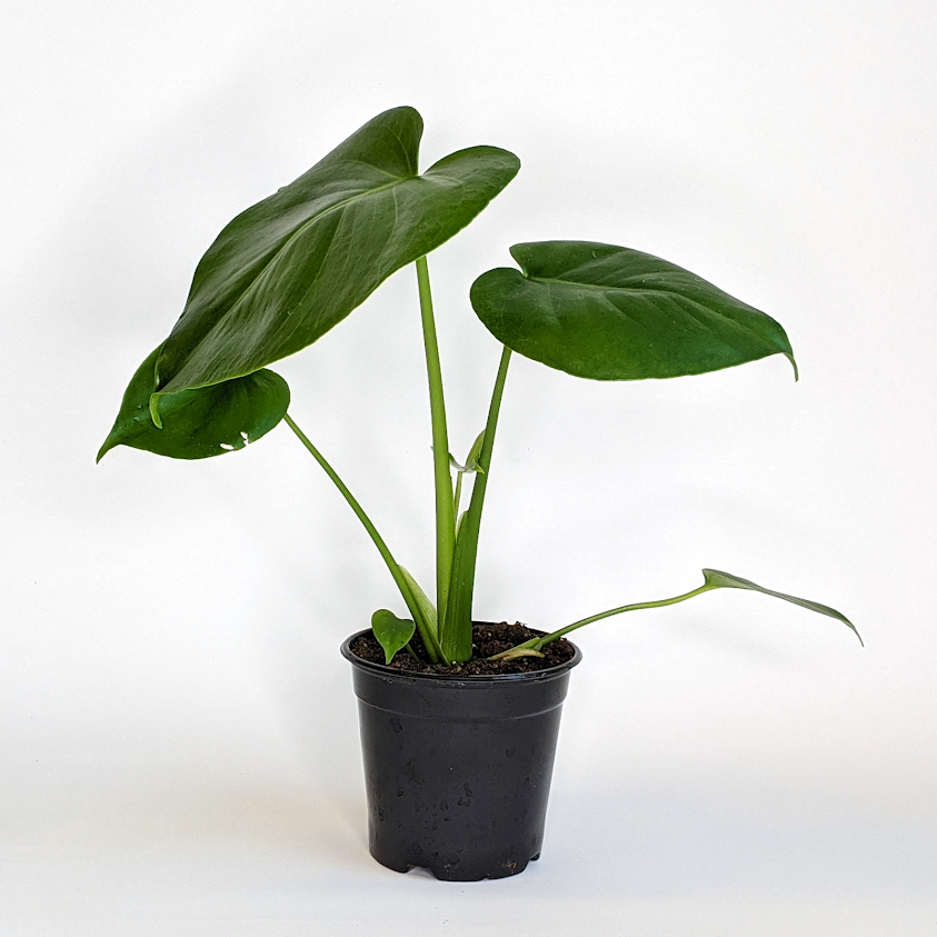 Monstera deliciosa Split Leaf Philodendron, 4 Inch Houseplant