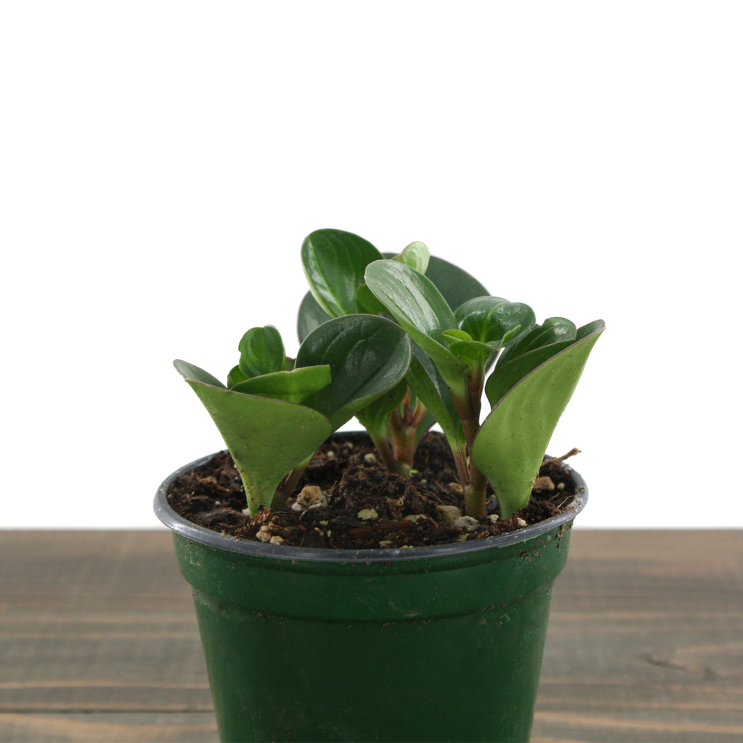 Peperomia obtusifolia Green Green Peperomia, 4 Inch Houseplant
