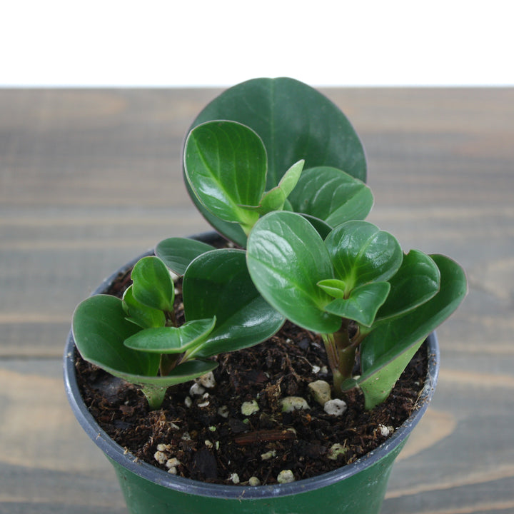 Peperomia obtusifolia Green Green Peperomia, 4 Inch Houseplant