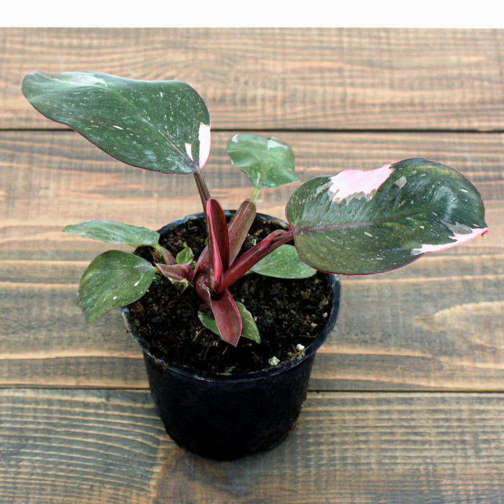 Philodendron erubescens 'Pink Princess' Philodendron, 4 Inch Houseplant