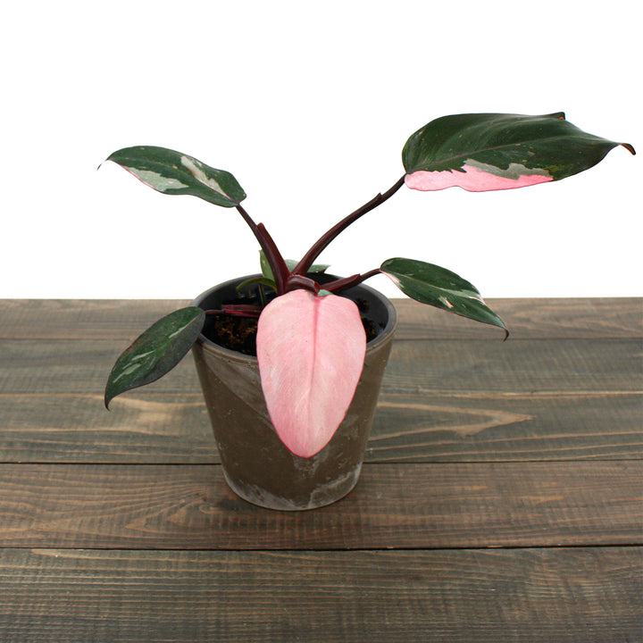 Philodendron erubescens 'Pink Princess' Philodendron, 4 Inch Houseplant