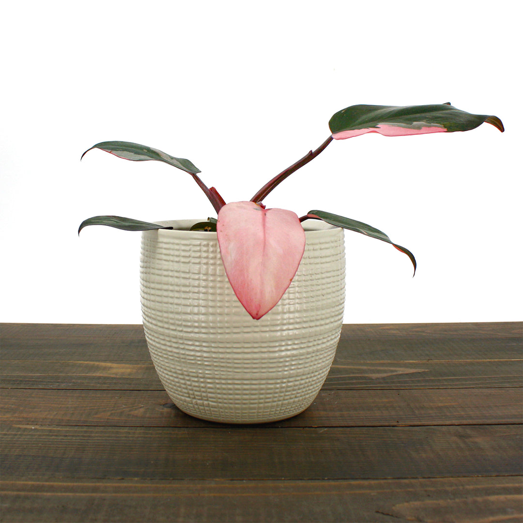 Philodendron erubescens 'Pink Princess' Philodendron, 4 Inch Houseplant