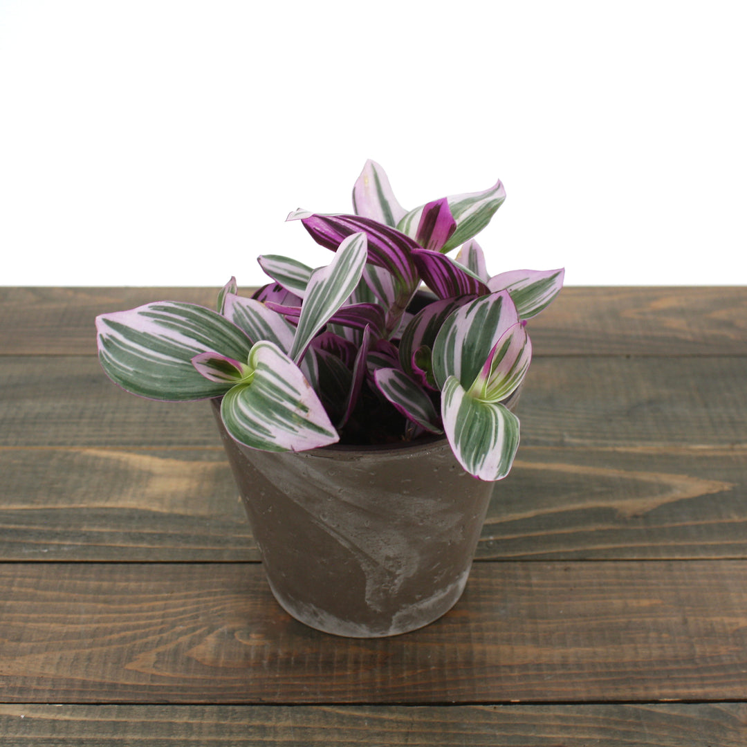 Tradescantia albiflora 'Nanouk' Small-Leaf Tradescantia, 4 Inch Houseplant