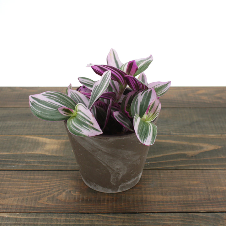 Tradescantia albiflora 'Nanouk' Small-Leaf Tradescantia, 4 Inch Houseplant